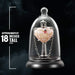 Harry Potter Amortentia Liebestrank Kette mit Vitrine